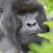  Silverback Gorilla 2, Gahinga (Congo)